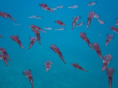 Sepioteuthis sepioidea