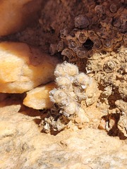 Conophytum stephanii stephanii