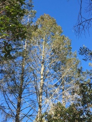Pseudotsuga menziesii