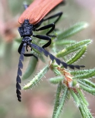 Trichalus semicostatus