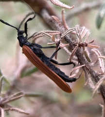 Trichalus semicostatus