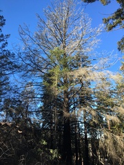 Pseudotsuga menziesii