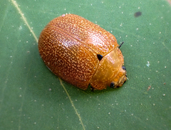 Paropsis parryi