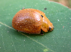 Paropsis parryi