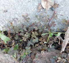 Oxalis corniculata