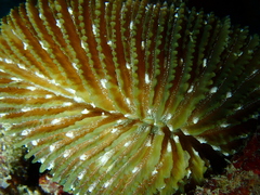 Ctenactis albitentaculata