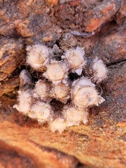 Conophytum stephanii stephanii