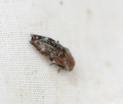 Diphucrania