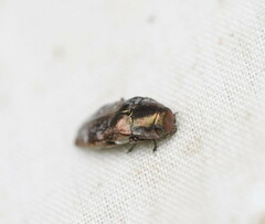 Diphucrania