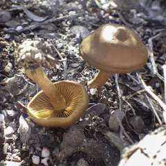 Cortinarius croceus