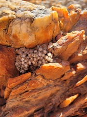 Conophytum stephanii stephanii