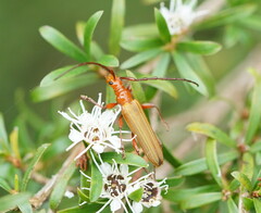 Stenoderus concolor