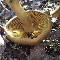 Cortinarius croceus