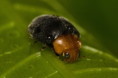 Cryptolaemus