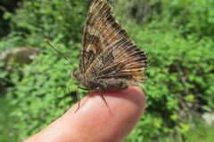 Nymphalini