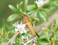 Stenoderus concolor
