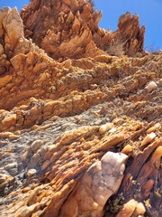 Conophytum stephanii stephanii