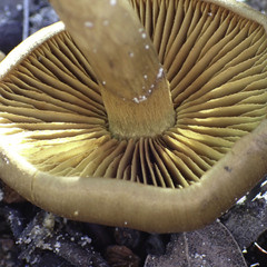 Cortinarius croceus