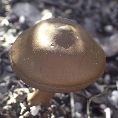Cortinarius croceus