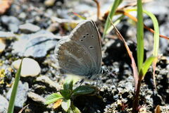Aricia nicias