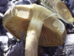 Cortinarius croceus