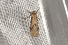 Graphosia stenopepla