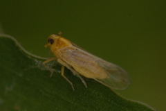Cixioidea
