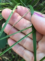 Festuca californica