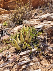Mitrophyllum