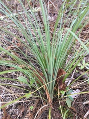 Festuca californica