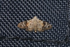 Araeopteron epiphracta