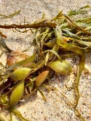 Phyllospora comosa