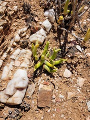 Mitrophyllum