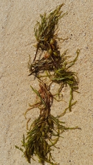 Phyllospora comosa