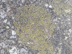Flavoplaca