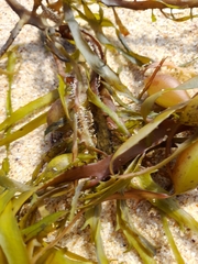 Phyllospora comosa