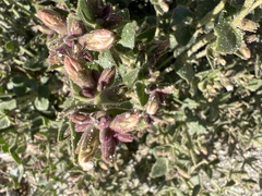 Mirabilis laevis retrorsa