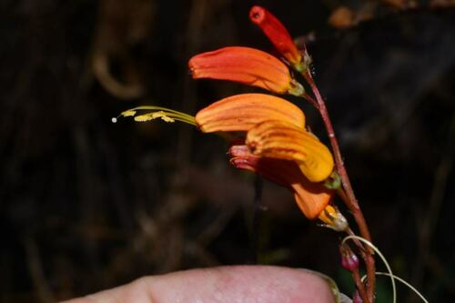 旋花科 番薯屬 魚花蔦蘿   Ipomoea lobata