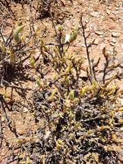 Mitrophyllum