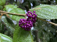Callicarpa pedunculata