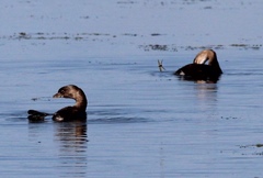 Podilymbus podiceps podiceps