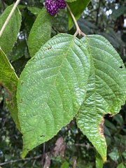 Callicarpa pedunculata