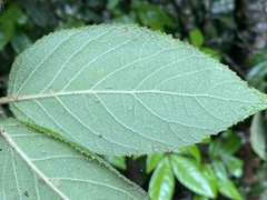 Callicarpa pedunculata
