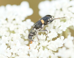 Eleale pulchra