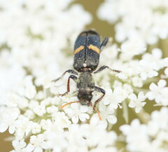 Eleale pulchra