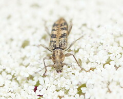 Pempsamacra dispersa