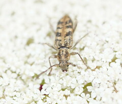 Pempsamacra dispersa