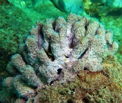 Soestella