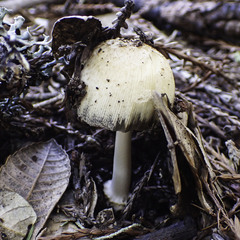 Coprinellus bipellis