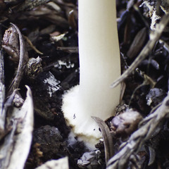 Coprinellus bipellis